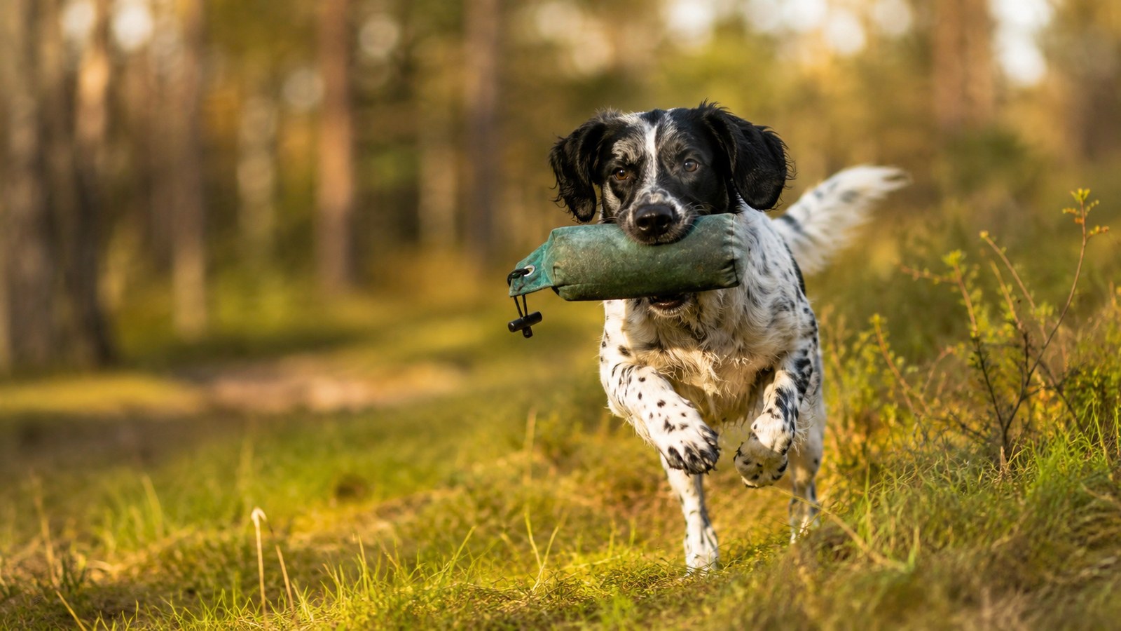Laufender Hund mit Dummy im Wald