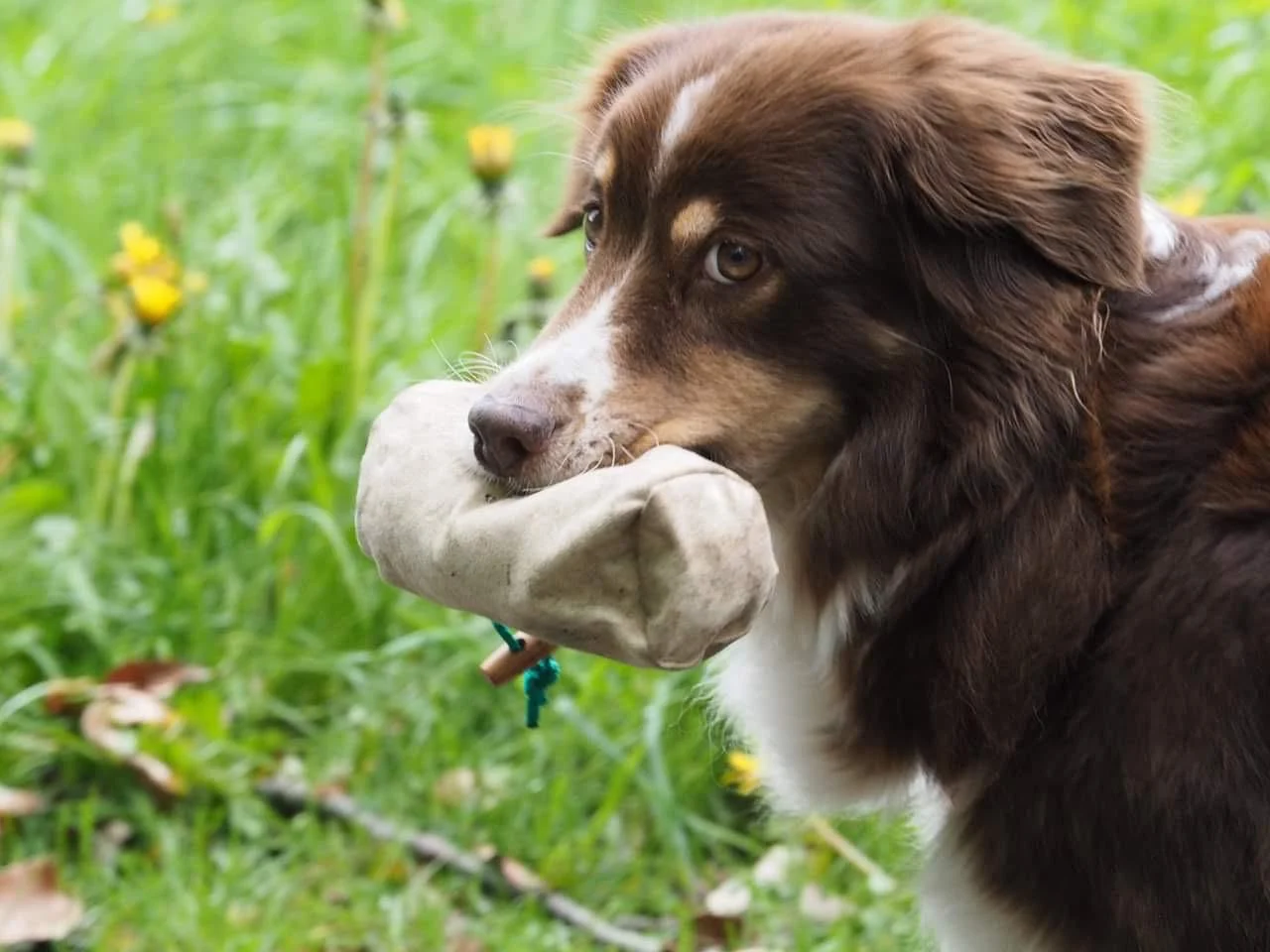 Hund mit Dummy bei einer Beschäftigungsaufgabe