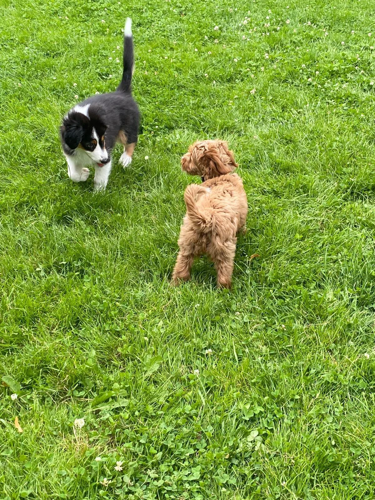 Junge Hunde bei einer Begegnung auf der Wiese