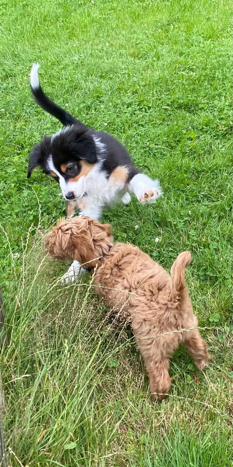 Zwei junge Hunde beim gemeinsamen Spiel